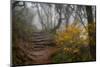 Stone Steps-Danny Head-Mounted Photographic Print