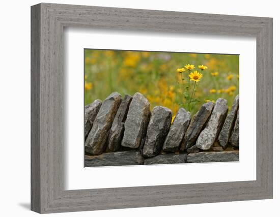 Stone wall and coreopsis flowers, The Parklands of Floyds Fork, Louisville, Kentucky-Adam Jones-Framed Photographic Print