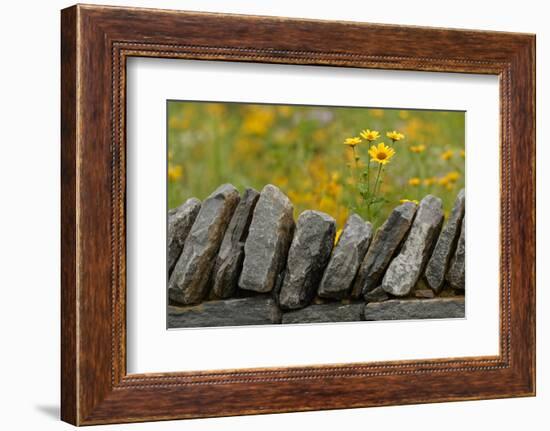 Stone wall and coreopsis flowers, The Parklands of Floyds Fork, Louisville, Kentucky-Adam Jones-Framed Photographic Print