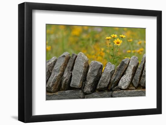 Stone wall and coreopsis flowers, The Parklands of Floyds Fork, Louisville, Kentucky-Adam Jones-Framed Photographic Print