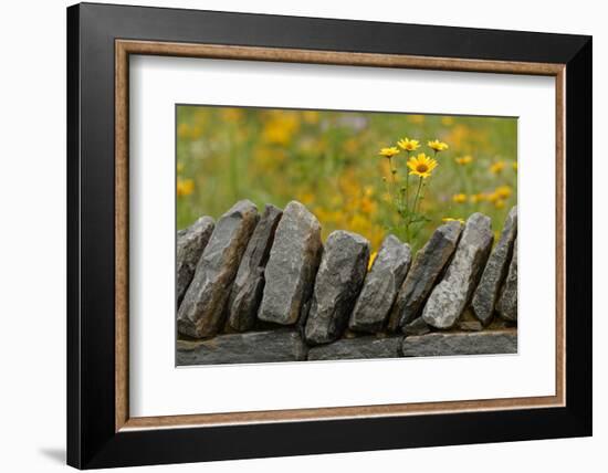 Stone wall and coreopsis flowers, The Parklands of Floyds Fork, Louisville, Kentucky-Adam Jones-Framed Photographic Print