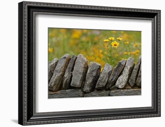 Stone wall and coreopsis flowers, The Parklands of Floyds Fork, Louisville, Kentucky-Adam Jones-Framed Photographic Print