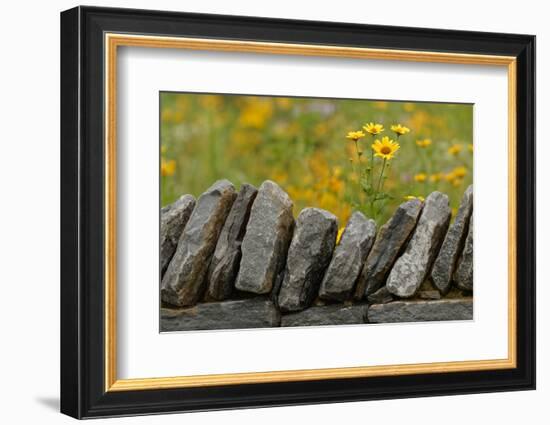 Stone wall and coreopsis flowers, The Parklands of Floyds Fork, Louisville, Kentucky-Adam Jones-Framed Photographic Print
