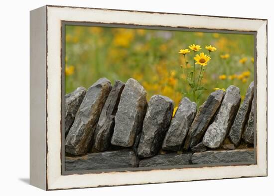 Stone wall and coreopsis flowers, The Parklands of Floyds Fork, Louisville, Kentucky-Adam Jones-Framed Premier Image Canvas