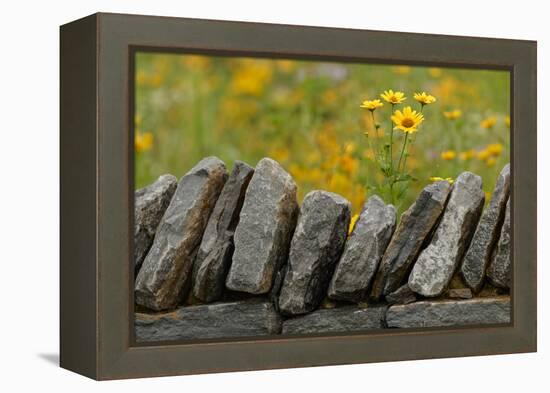 Stone wall and coreopsis flowers, The Parklands of Floyds Fork, Louisville, Kentucky-Adam Jones-Framed Premier Image Canvas
