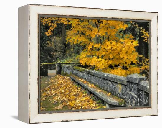 Stone Wall Framed by Big Leaf Maple, Columbia River Gorge, Oregon, USA-Jaynes Gallery-Framed Premier Image Canvas