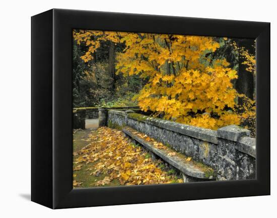Stone Wall Framed by Big Leaf Maple, Columbia River Gorge, Oregon, USA-Jaynes Gallery-Framed Premier Image Canvas