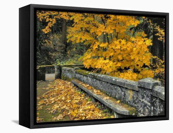Stone Wall Framed by Big Leaf Maple, Columbia River Gorge, Oregon, USA-Jaynes Gallery-Framed Premier Image Canvas