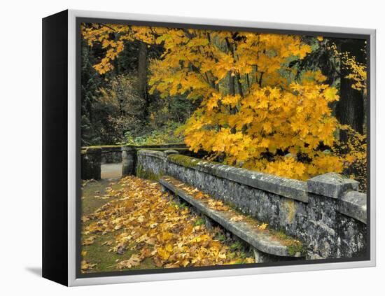 Stone Wall Framed by Big Leaf Maple, Columbia River Gorge, Oregon, USA-Jaynes Gallery-Framed Premier Image Canvas