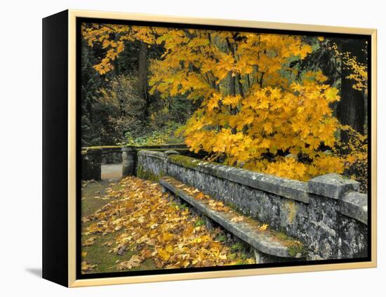 Stone Wall Framed by Big Leaf Maple, Columbia River Gorge, Oregon, USA-Jaynes Gallery-Framed Premier Image Canvas