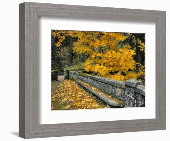 Stone Wall Framed by Big Leaf Maple, Columbia River Gorge, Oregon, USA-Jaynes Gallery-Framed Photographic Print