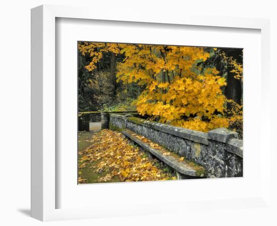 Stone Wall Framed by Big Leaf Maple, Columbia River Gorge, Oregon, USA-Jaynes Gallery-Framed Photographic Print