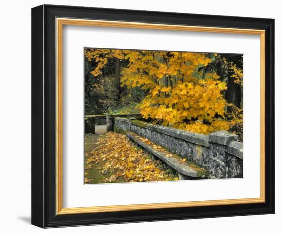 Stone Wall Framed by Big Leaf Maple, Columbia River Gorge, Oregon, USA-Jaynes Gallery-Framed Photographic Print