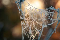 Frozen October Morning Cobwebs.-Stone36-Framed Photographic Print