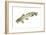 Stonecat (Noturus Flavus), Fishes-Encyclopaedia Britannica-Framed Art Print