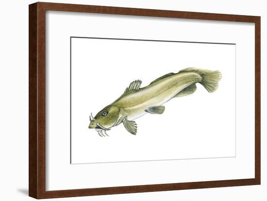 Stonecat (Noturus Flavus), Fishes-Encyclopaedia Britannica-Framed Art Print