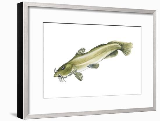 Stonecat (Noturus Flavus), Fishes-Encyclopaedia Britannica-Framed Art Print