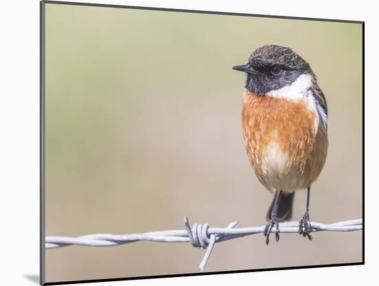 Stonechat (Saxicola Rubicola), Middlesborough, England, United Kingdom, Europe-David Gibbon-Mounted Photographic Print