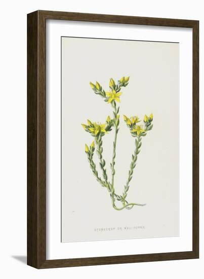 Stonecrop or Wall-Pepper (Chromolitho)-Frederick Edward Hulme-Framed Giclee Print