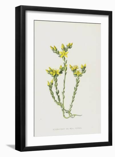 Stonecrop or Wall-Pepper (Chromolitho)-Frederick Edward Hulme-Framed Giclee Print