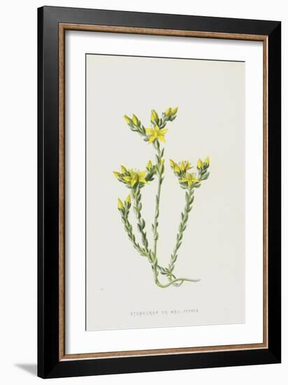 Stonecrop or Wall-Pepper (Chromolitho)-Frederick Edward Hulme-Framed Giclee Print