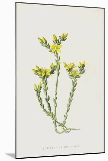 Stonecrop or Wall-Pepper (Chromolitho)-Frederick Edward Hulme-Mounted Giclee Print