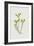 Stonecrop or Wall-Pepper (Chromolitho)-Frederick Edward Hulme-Framed Giclee Print