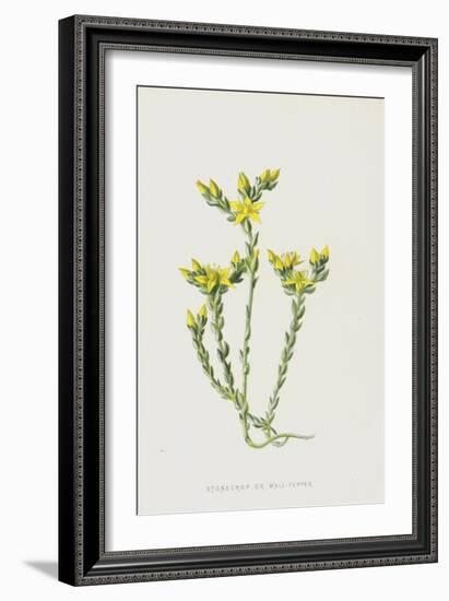 Stonecrop or Wall-Pepper (Chromolitho)-Frederick Edward Hulme-Framed Giclee Print