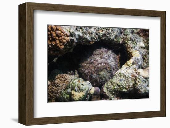Stonefish (Synanceia Verrucosa) Well Camouflaged Overgrown With Algae-Georgette Douwma-Framed Photographic Print