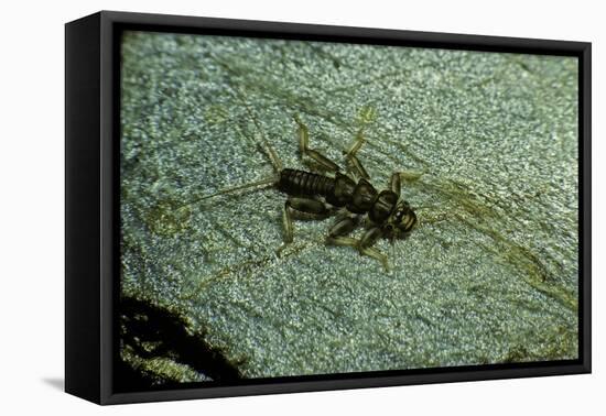 Stonefly Larva in Water-Paul Starosta-Framed Premier Image Canvas