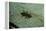 Stonefly Larva in Water-Paul Starosta-Framed Premier Image Canvas