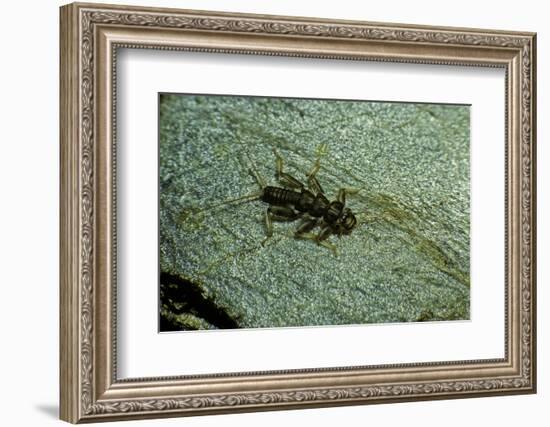 Stonefly Larva in Water-Paul Starosta-Framed Photographic Print