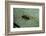 Stonefly Larva in Water-Paul Starosta-Framed Photographic Print