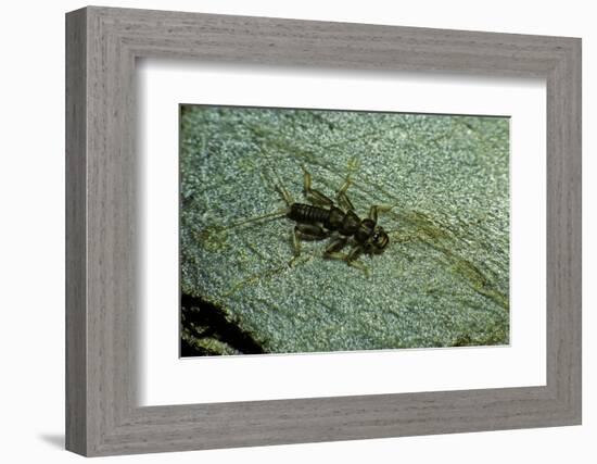 Stonefly Larva in Water-Paul Starosta-Framed Photographic Print