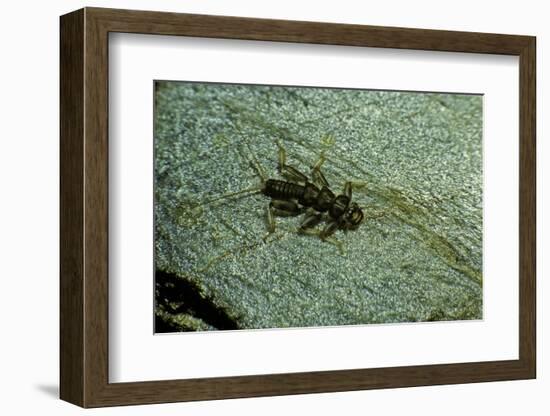 Stonefly Larva in Water-Paul Starosta-Framed Photographic Print