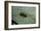 Stonefly Larva in Water-Paul Starosta-Framed Photographic Print