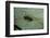 Stonefly Larva in Water-Paul Starosta-Framed Photographic Print