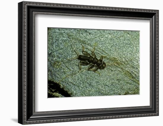 Stonefly Larva in Water-Paul Starosta-Framed Photographic Print