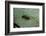 Stonefly Larva in Water-Paul Starosta-Framed Photographic Print