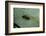 Stonefly Larva in Water-Paul Starosta-Framed Photographic Print