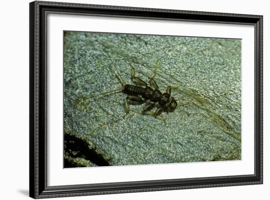 Stonefly Larva in Water-Paul Starosta-Framed Photographic Print