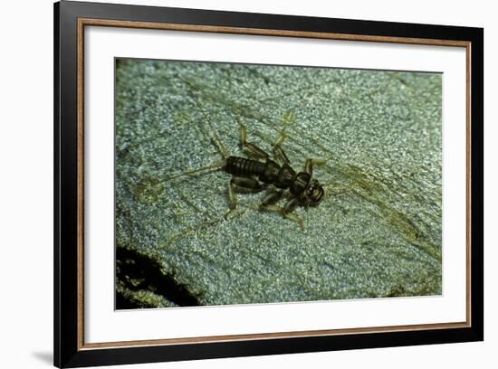 Stonefly Larva in Water-Paul Starosta-Framed Photographic Print