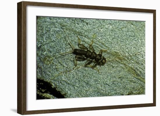 Stonefly Larva in Water-Paul Starosta-Framed Photographic Print