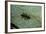 Stonefly Larva in Water-Paul Starosta-Framed Photographic Print