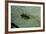 Stonefly Larva in Water-Paul Starosta-Framed Photographic Print