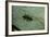 Stonefly Larva in Water-Paul Starosta-Framed Photographic Print