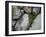 Stones and Vines-Nicole Katano-Framed Photo