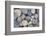 Stones, Pebble Stone with Lettering Love-Andrea Haase-Framed Photographic Print