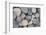 Stones, Pebble Stone with Lettering Love-Andrea Haase-Framed Photographic Print