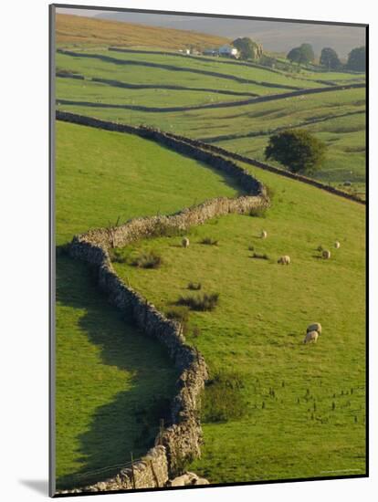 Stonewalls and Sheep, Near Ribblehead, Yorkshire, England, UK, Europe-Upperhall Ltd-Mounted Photographic Print